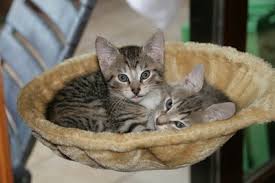 Artgerechte katzenhaltung in der wohnung möglich? Katzenhaltung In Der Wohnung Teil 1 Grundausstattung