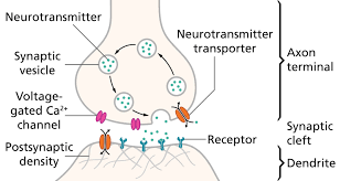 The Ultimate Guide To Neurotransmitters For Ap Psychology