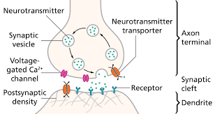 the ultimate guide to neurotransmitters for ap psychology