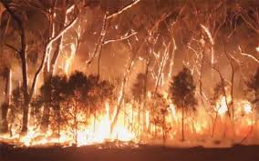 Columnas de humo descienden de uno de los más de 200 incendios que están arrasando australia. Incendios Forestales En Australia Provocan La Muerte De 2 000 Koalas