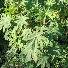Image result for Ricinus communis