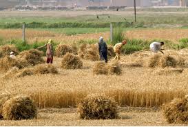 There are green trees, vast pastures and flowery bushes everywhere. Essay On Village Life In Pakistan For 10th Class 2nd Year