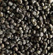 Seeds Of Lady Finger Yahoo India Image Search Results Lady Fingers Seeds Lady
