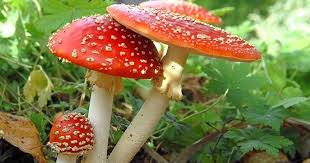 Le rhizoctone brun (noir) description : 10 Varietes De Champignons Toxiques Mortels Recette 1 Cuisine Az
