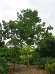 Image result for Sterculia appendiculata