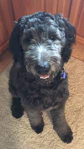 Goldendoodles come in a rainbow of colors. Rare Goldendoodle Colors Blue Golden Doodle Product Of A Blue Standard Poodle And Golden Retriever Skin Is B Pet Parade Golden Doodle Dog Goldendoodle Black
