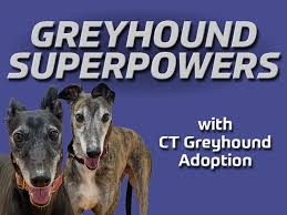 Maybe you would like to learn more about one of these? Greyhound Superpowers With Connecticut Greyhound Adoption Connecticut Science Center