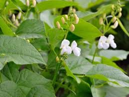 1/2 cup agave 1/2 cup egg whites 1/2 cup gf flour mixture+ 1/4 t. Reasons For Beans With Blossoms But No Pods