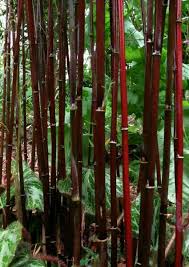 Black Bamboo Plants For Sale Fargesia Jiuzhaigou Black Bamboo Plant Bamboo Plants Bamboo Tree
