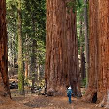 The genus sequoiadendron can be traced to the triassic period of 200 million years ago. Once They Re Gone They Re Gone The Fight To Save The Giant Sequoia California The Guardian