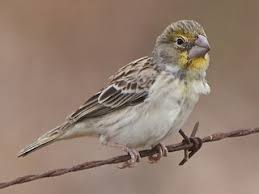 Image result for Triraphis schinzii