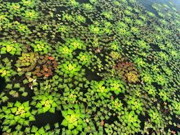 Image result for Trapaceae