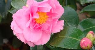 Camellia Sasanqua Winter S Joy Blooms Winter Spring Nw Specific Dwarf Option 2in Tall Plant List Bloom Camellia