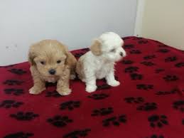 For sale, beautiful beautiful beautiful!! Buffalo Designer Dog Puppy Breeder Puppies For Sale Dans Kennels