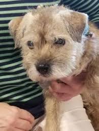 The cute border terrier is a rugged and tough breed of dog. 500 Idees De Border Terrier En 2021 Chien Border Terrier Animaux
