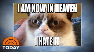 Grumpy Cat World Bids Farewell To Meme Sensation Today Angry Cat Memes Grumpy Cat Cat Memes