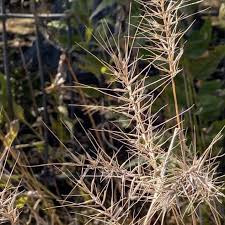 Image result for Asparagus minutiflorus