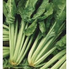 Mangold gibt es in den sorten stielmangold, auch rippenmangold genannt, und blattmangold bzw. Mangold Blattmangold Lucullus Mangold Stielmangold Saatgut Kaufen