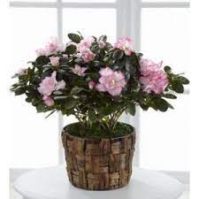 Potted Azalea Plant Delivery In Vancouver Pink Azaleas Plant Delivery Flower Delivery