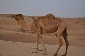 , we learned that humans can last only three to five days without any water in temperate conditions. 50 Amazing Camel Facts About This Unique Animal Facts Net