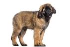 PuppyFind | Leonberger Puppies for Sale