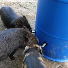 Building An Easy Automatic Pig Watering System Guildbrook Farm