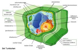 Sel hewan yang terbuat dari gabus. Ilmu Pengetahuan Dunia Sel Itu Dalam Bahasa Latin Artinya Rongga Kecil Atau Terkenal Dengan Nama Cellula Yaitu Unit Kehidupan Terkecil Dalam Biologi Sel Adalah Kumpulan Materi Paling Sederhana Yang Dapat Hidup