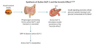 The Generation And Function Of Active Glp 1 Alpco