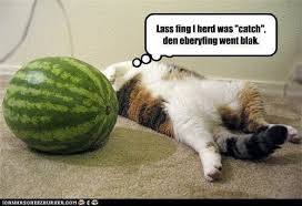 Fruits like carrots, lettuce, apple, but cannot eat find out all about what do cats eat, what can cats eat, human foods cats can eat, and what is despite being carnivores, cats enjoy sweet treats of cantaloupe, honeydew, or seedless. 15 Things About Can Cats Eat Watermelon Why Cats Enjoy Watermelon