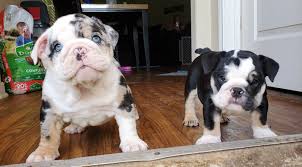 All of our english bulldog puppies for sale are raised. Akc English French Bulldogs Puppies Bullies On Deck