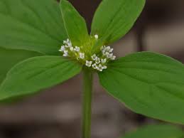 Image result for Spermacoce princeae