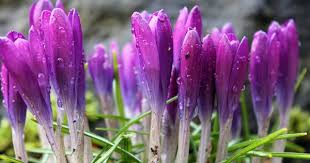 Pin On Flowers