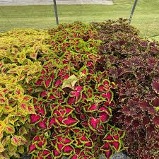 Image result for Coleus hereroensis