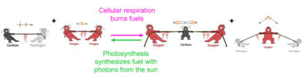 Photosynthesis is the process by which green plants use sunlight energy to make their own food. Bio Exam 3 Flashcards Quizlet