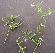 Image result for Oldenlandia affinis