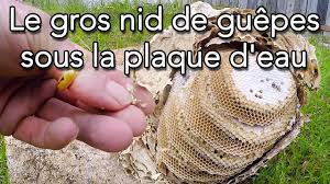 Check spelling or type a new query. Le Gros Nid De Guepes Sous La Plaque D Eau Dangereux Nids Pres Du Sol 3 Youtube
