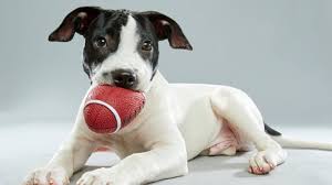 Watch two Boston pups compete