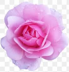 Blush pink watercolor flowers png. Blush Pink Flower Images Blush Pink Flower Transparent Png Free Download