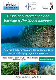 Pdf Etude Des Intermattes Des Herbiers A Posidonia Oceanica