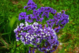 Image result for Limonium