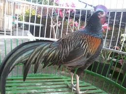 Telur ayam merupakan hasil dari ayam petelur maupun buras yang terjadi karena dibuahi dari pejantan ayam. Ayo Berternak Ayam Hutan Hijau Dan Bekisar Bp4k Kab Gresik