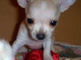 They're lively, courageous, and devoted little dogs. Chihuahua Puppies In Arkansas