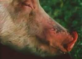 Webmasters, you can add your site in. Schwein Videos Anal Zoofilia Beliebteste Seite 1