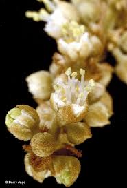 Image result for Diplocyclos tenuis