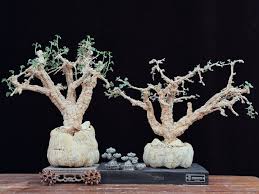 Image result for Thesium fanshawei