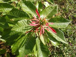 Image result for Euphorbia pulcherrima