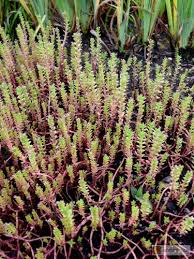 Image result for Crassula granvikii