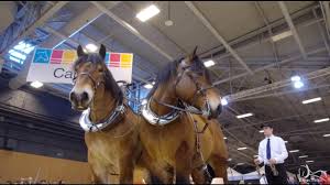 Sia 2017 Les Chevaux De Trait Concours De Traction Youtube