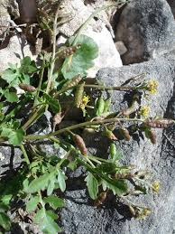 Image result for Rorippa nudiuscula