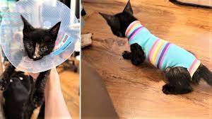 Kitten Sock Onesie Diy Craft For Your Furbabies After Spay Neuter Day Cole Marmalade